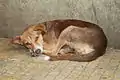 Stray pariah dog in India