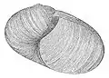 Indrella ampulla has an oval aperture.