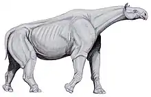 Asian indricothere rhino Paraceratherium was among the largest land mammals,  about twice a bush elephant's mass.