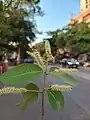 Inflorescence of Terminalia arjuna