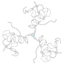 Black-and-white ribbon diagram of a pig insulin hexamer, showing its characteristic quaternary structure. At the center is a pale blue-gray sphere representing a zinc atom.