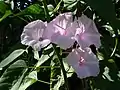 Ipomoea carnea in Brazil