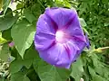 Ipomoea purpurea