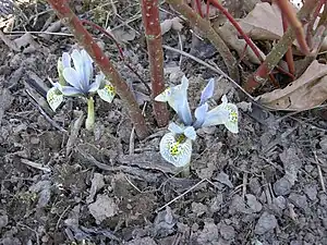 Iris 'Katharine Hodginkin', a bulbous cultivar being a hybrid of I. winogradowii and I. histrioides 'Major'