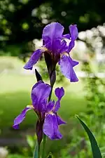 Iris croatica