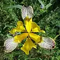 Downward view of iris