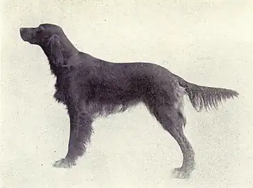 Irish Setter circa 1915