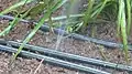 Leaks in micro-irrigation drip lines