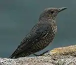 Female, winter, Yakushima, Japan