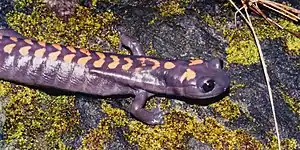 Bell’s salamander (Isthmura bellii), El Cielo Biosphere Reserve, Tamaulipas, Mexico (27 September 2004).