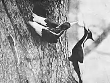 Ivory-billed woodpecker pair photographed in 1935.