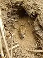 Female ivy bee, Colletes hederae, by her nest burrow