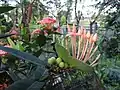 Young Ixora seeds