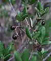 The drupes