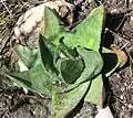 Gasteria polita forms rosettes of short, triangular, smooth leaves, with rounded ends and strong keels