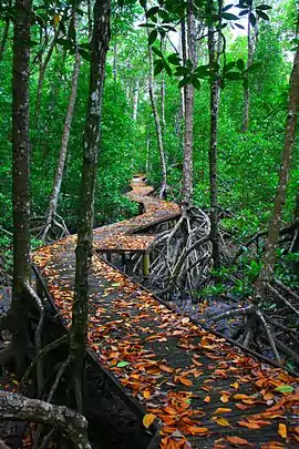 Jack Barnes Bicentennial Mangrove Boardwalk