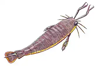 The largest known arthropod, the sea scorpion Jaekelopterus rhenaniae, has been found in estuarine strata from about 390 Ma. It was up to 2.5 m (8.2 ft) long.