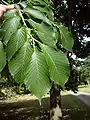 Japanese Elm leaves