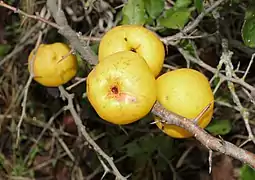 Fruit