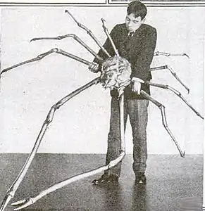 A Japanese spider crab whose outstretched legs measured 3.7 m (12 ft) across.