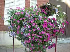 A planter in town, on Rue Pasteur