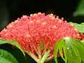 Flowers of Jatropha multifida in El Crucero, Managua, Nicaragua.