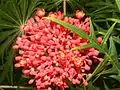 Flowers and leaves of Jatropha multifida in El Crucero, Managua, Nicaragua.