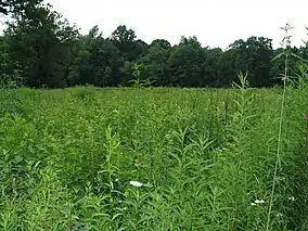 A field full of different wild plants, some flowering, with a line of trees in the background