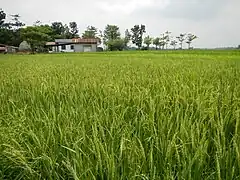 A rice field in Bulacan