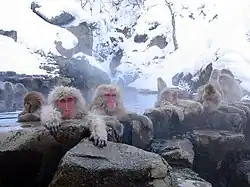 Macaques enjoying an onsen in Jigokudani Monkey Park