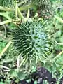 Jimsonweed seed capsule