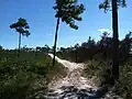 Trail between pine trees