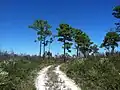 Trail through scrubby woods