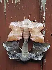 Poplar hawk-moths (Laothoe populi) mating