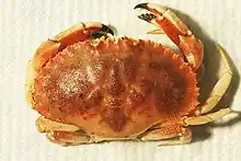 Jonah crab NOAA overhead picture