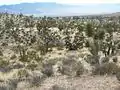 Joshua trees (Yucca brevifolia), growing in the Mojave Desert