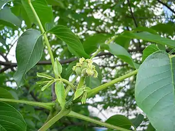 Female flower