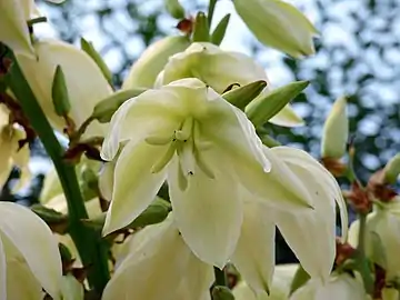 Flower structure (buds in background)