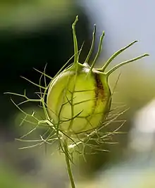 Seed capsule