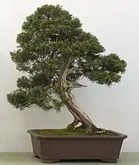 As a 250-year-old bonsai in the Birmingham Botanical Gardens