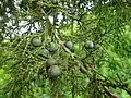 East African juniper, northern Tanzania