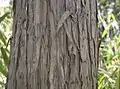 Bark