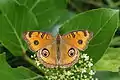 Junonia almana on Angiosperm