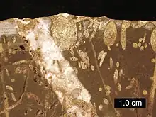 Cross-section of a Jurassic rockground; borings include Gastrochaenolites (some with boring bivalves in place) and Trypanites; Mendip Hills, England; scale bar = 1 cm.