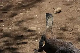 Juvenile Komodo dragon