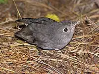 Juvenile begging for food