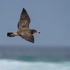 Juvenile, Cape Woolamai, Victoria