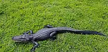 Juvenile alligator found in Everglades National Park