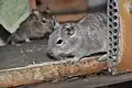 Degu with blue coat, a common colour variation