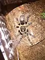 Juvenile female in captivity